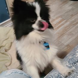 Pomeranians from Cynthia's Pomeranians