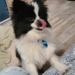 Pomeranians from Cynthia's Pomeranians