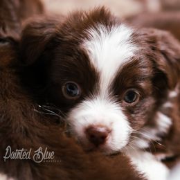 Australian Shepherd, Miniature American Shepherd, Miniature Australian Shepherd, and Toy Australian Shepherd Puppies from Painted Blue Aussies