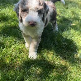Bernedoodle Puppies from Lovey Dovey Bernedoodles
