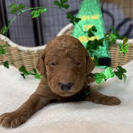 Yellow - Chocolate male Goldendoodle puppy in Clermont, Florida from Da Ruba Doodles