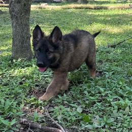 Niamh - Sable female German Shepherd puppy in Dover, Delaware from Fornax