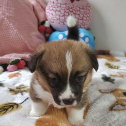 Lavender girl - Red female Pembroke Welsh Corgi puppy in Mountain View, Hawaii from Celtic Corgis