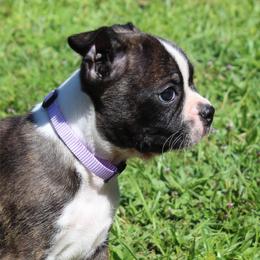 Timmy - Brindle and white male Boston Terrier puppy in Brooksville, Florida from I Love Pups