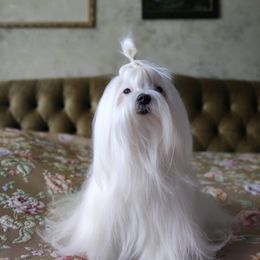 Maltese and Maltipoo All Grown Up from Iuliia Savisheva