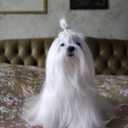 Maltese and Maltipoo All Grown Up from Iuliia Savisheva