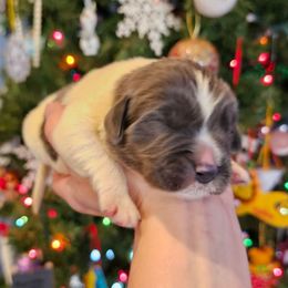 Girl 1 - White and gray female Newfoundland puppy in Ohio from Vermillion Newfoundlands