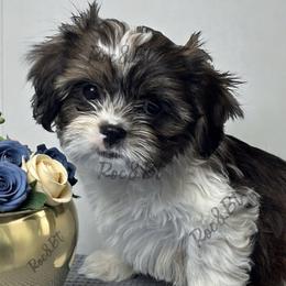 Trevor - Black gold and white male Cavatzu puppy in Oklahoma from Rocky Oak Cavaliers & Biewer Terriers LLC