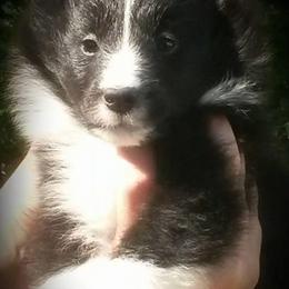Bulldog, Miniature Pinscher, and Shetland Sheepdog Puppies from Smooch-A-Bulls English Bulldogs & M&M Shelties & Min Pin's