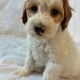 Sneezy - Brown and white male Cockapoo puppy in Adrian, Oregon from ApplebyFarm
