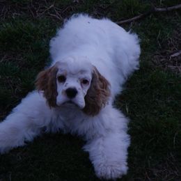 Boxer and Cocker Spaniel Puppies from Michael Martin
