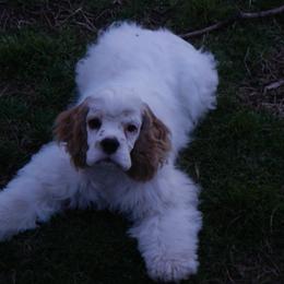 Boxer and Cocker Spaniel Puppies from Michael Martin