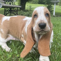 Basset Hounds from Bassetville Hounds