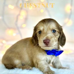 Chestnut(2000) - Cream male Dachshund puppy in Augusta, Arkansas from Savvy-Dee's Dachshunds