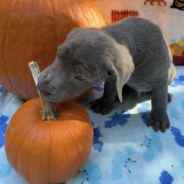 Blue Camo Collar - Chocolate male Labrador Retriever puppy in Holly Springs, North Carolina from Winter Creek Labradors