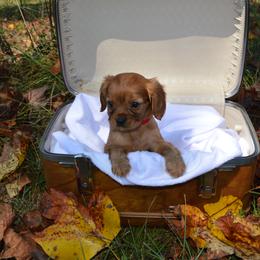 Cavalier King Charles Spaniel Puppies from Freeman's Royal Cavaliers