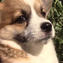 Pembroke Welsh Corgi Puppies from Sunrise Corgis Los Angeles