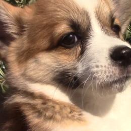 Pembroke Welsh Corgi Puppies from Sunrise Corgis Los Angeles