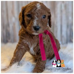 SPRITE - - Red  female Goldendoodle puppy in Jeddo, Michigan from Apple Creek Doodles