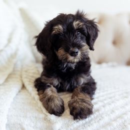 Dax - Phantom male Bernedoodle puppy in Ardmore, Oklahoma from Mop Top Doodle Co.