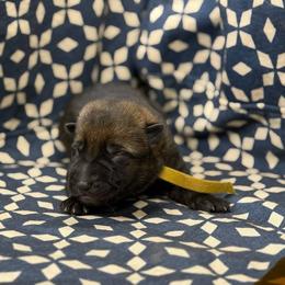 Gold Collar - Sable male German Shepherd puppy in Riverside, California from Von Der Sagobi