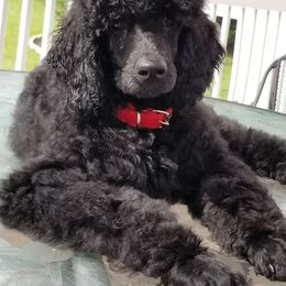 Poodle Puppies from A &A Pinedale Woods Standard Poodles