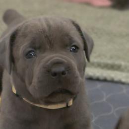 Yellow - Gray female Cane Corso puppy in Lake Elsinore, California from CRUCIAL CANE CORSOS