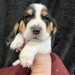 KitKat (Orange) - Brown black and white female Basset Hound puppy in Kingsport, Tennessee from Bear’s Bassets