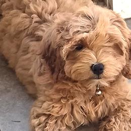 Meet Annie from our Annie Litter. She is the sweetest baby who loves to cuddle. - Red female Bernedoodle puppy in Daytona Beach, Florida from Lindy’s Doodles