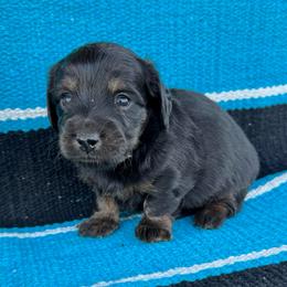Roscoe - Black and tan male Dachshund puppy in Hawley, Texas from Foxy’s Dachshunds & Toy Aussies