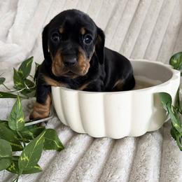 Moon Pie - Black and tan female Dachshund puppy in Mobile, Alabama from Katrina's Dachshunds