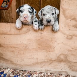 Great Dane Puppies from Tar River Great Danes
