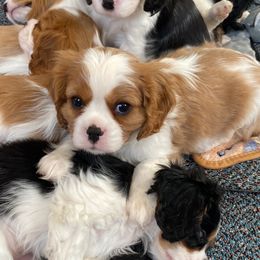 Cavalier King Charles Spaniel Puppies from Heartland Cavaliers