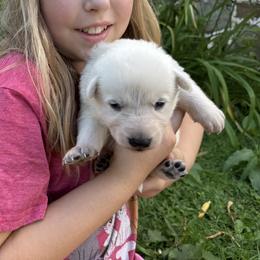 Ilee (aka Eileen) - White female German Shepherd puppy in Perkasie, Pennsylvania from Twila Ruth Herot