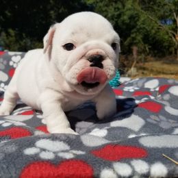 Bulldog Puppies from Bayside Bullies