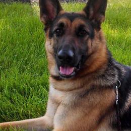 German Shepherds from VonDinehart Shepherds
