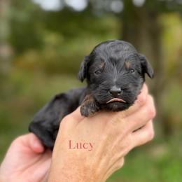Lucy - Phantom female Bernedoodle puppy in Bellville, Ohio from Bernedoodle Buddies