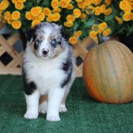 Boy 4 - male Australian Shepherd puppy in Circleville, Utah from Canyon Creek Aussies
