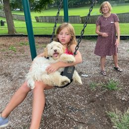 Cockapoo Puppies from Golden Paws