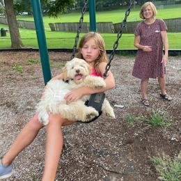 Cockapoo Puppies from Golden Paws