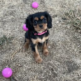 Cavalier King Charles Spaniel Puppies from Colorful Cavaliers