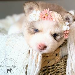 Crystal - Wolf sable female Pomsky puppy in Menahga, Minnesota from Mini Pomsky Puppies