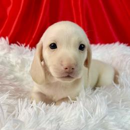 Lennox - Cream male Dachshund puppy in Mesquite, Texas from AB Dachshund
