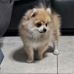Jacob - Wolf sable male Pomeranian puppy in Laredo, Texas from SASH Poms