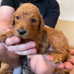 Girl 1 - Labradoodle puppy in Sandy, Utah from Vals Doodles