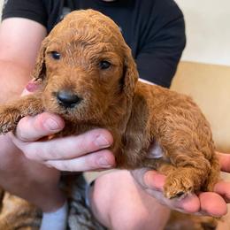 Girl 1 - Labradoodle puppy in Sandy, Utah from Vals Doodles
