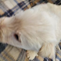 Scottish Terrier Puppies from Hyland Lake Scotties
