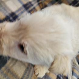 Scottish Terrier Puppies from Hyland Lake Scotties