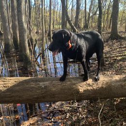 Hopper - Labrador Retriever