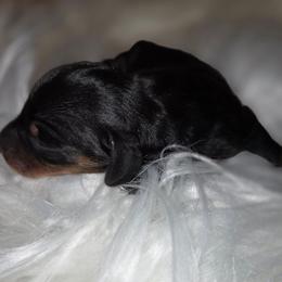 Black and tan female - Black and tan female Dachshund puppy in St. Agatha, Maine from Spruce Valley Miniature Dachshunds & Boston Terriers